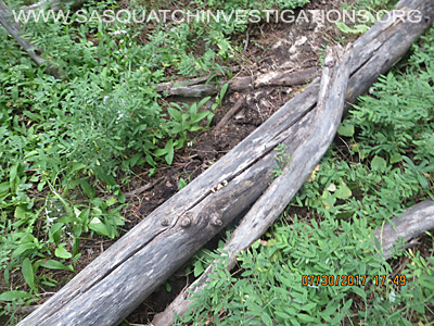 Sasquatch Investigations Of The Rockies Plant Evidence 1