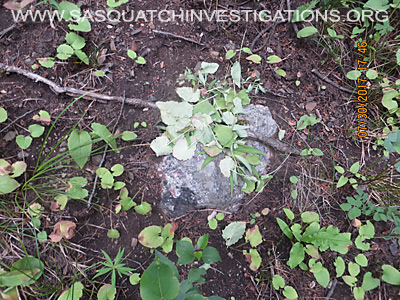 Sasquatch Investigations Of The Rockies Plant Evidence 2