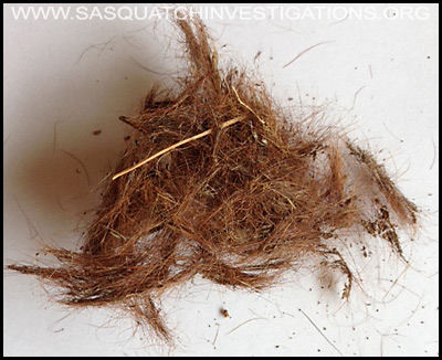 Bigfoot hair sample 1 04-28-19
