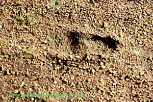 Possible Bigfoot Foot Print Found Near Pikes Peak Colorado