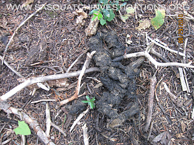 Bigfoot Predator Evidence – Sasquatch Investigations Of The Rockies