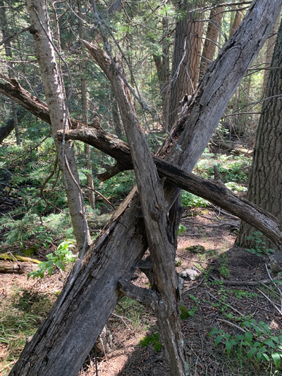 Bigfoot Tree Structure 08-25-21 01