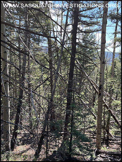 Southern Colorado Tree Structure Photo Three 09/02/24