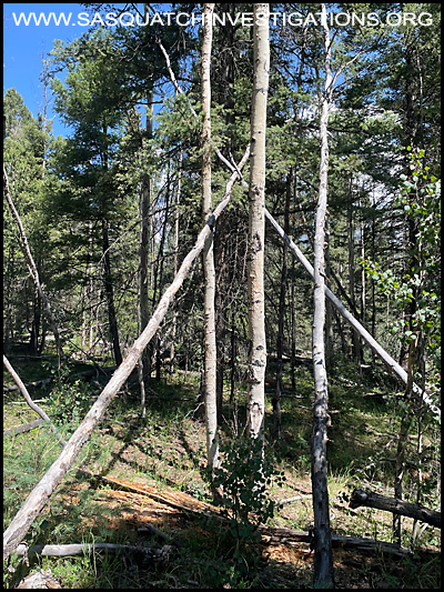 Southern Colorado Tree Structure Photo One 09/02/24