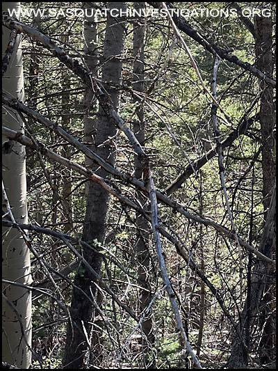 Southern Colorado Tree Structure Photo Two 09/02/24